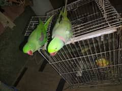 Raw parrots| imported parrots| bolne wale parrot Raw