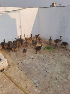 ostrich babies for sale Available price 1 lac Whatsapp 03190003223