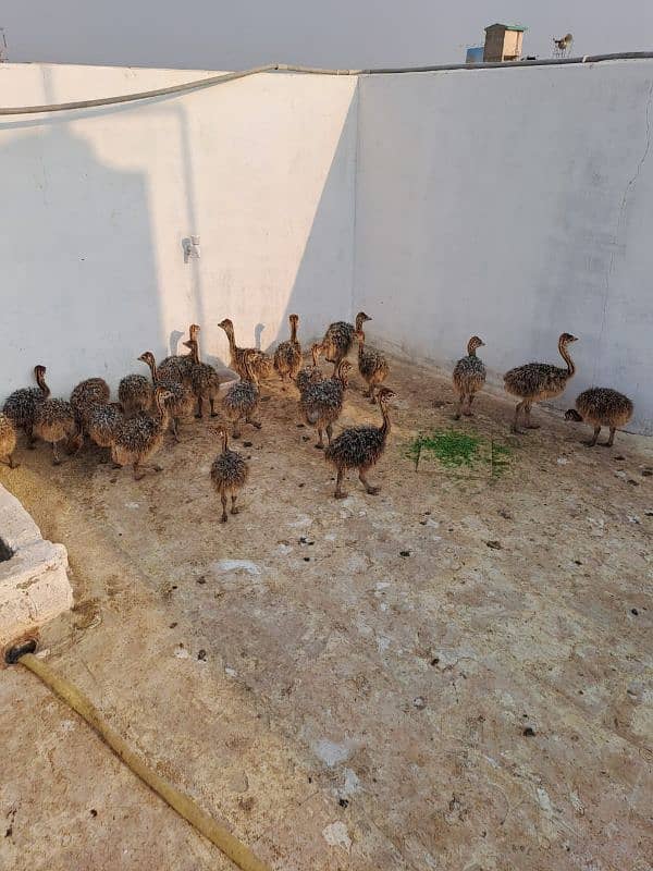 ostrich babies for sale Available price 1 lac Whatsapp 03190003223 0