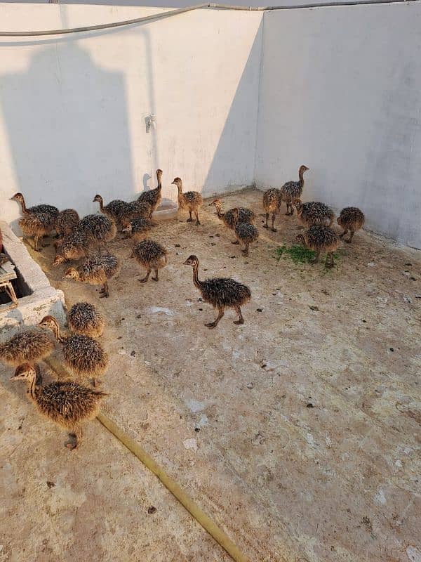 ostrich babies for sale Available price 1 lac Whatsapp 03190003223 1