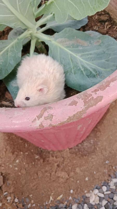 syrian hamsters 10