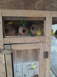 home breed budgies setup