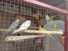 Australian parrot for sale 6 pair breeder pair Whatsapp#03097748752