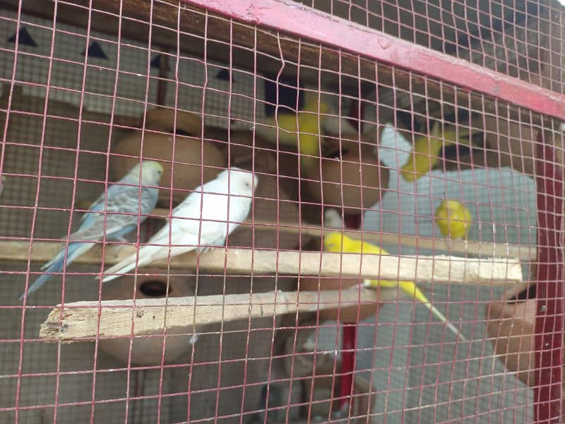 Australian parrot for sale 6 pair breeder pair Whatsapp#03097748752 0