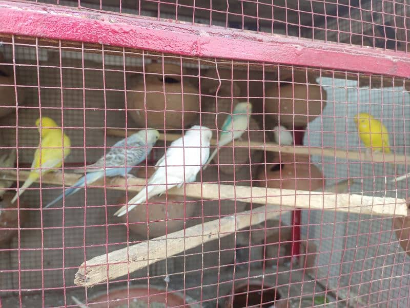 Australian parrot for sale 6 pair breeder pair Whatsapp#03097748752 1