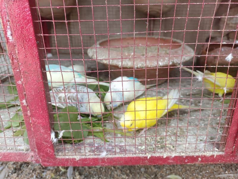 Australian parrot for sale 6 pair breeder pair Whatsapp#03097748752 2