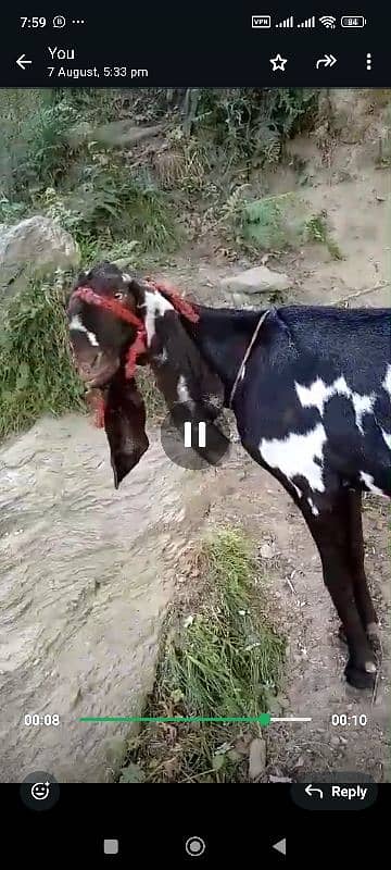 goat for sale bital nsl ha sahiwal khali bkri ha 0