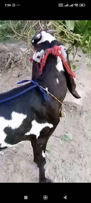 goat for sale bital nsl ha sahiwal khali bkri ha 2