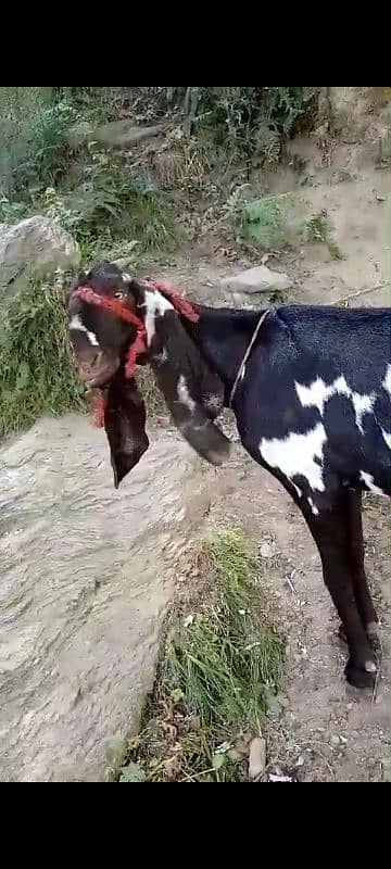 goat for sale bital nsl ha sahiwal khali bkri ha 4