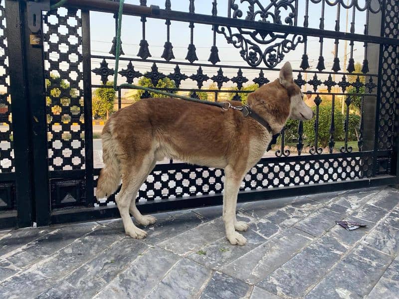 Siberian Husky Male 3