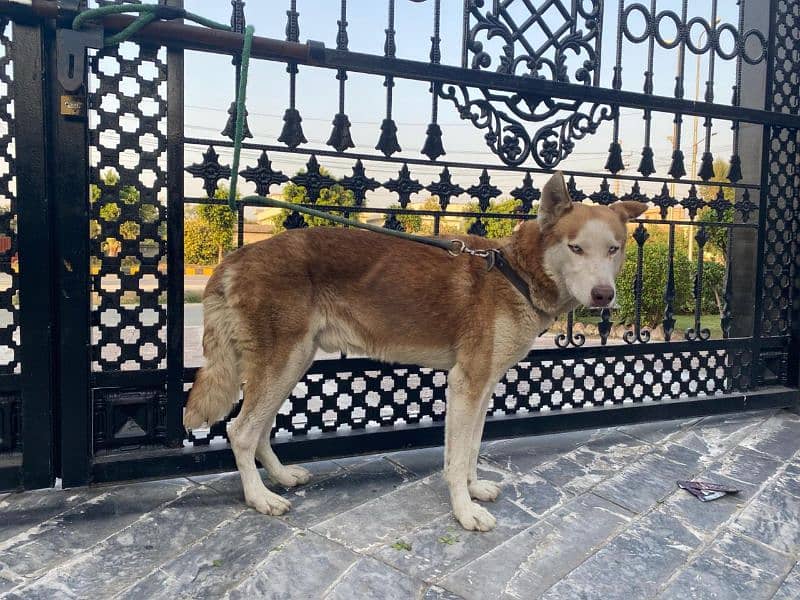 Siberian Husky Male 4