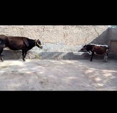 2 Jarsi Gaban cow