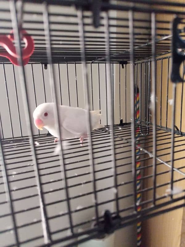 Exhibition budgie and Albino red-eye 1