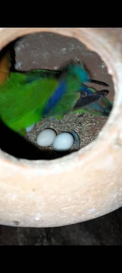 breeder pair of fischer and cocktail