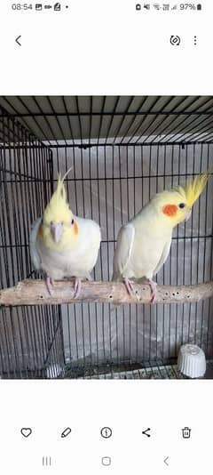 breeder pair of fischer and cocktail