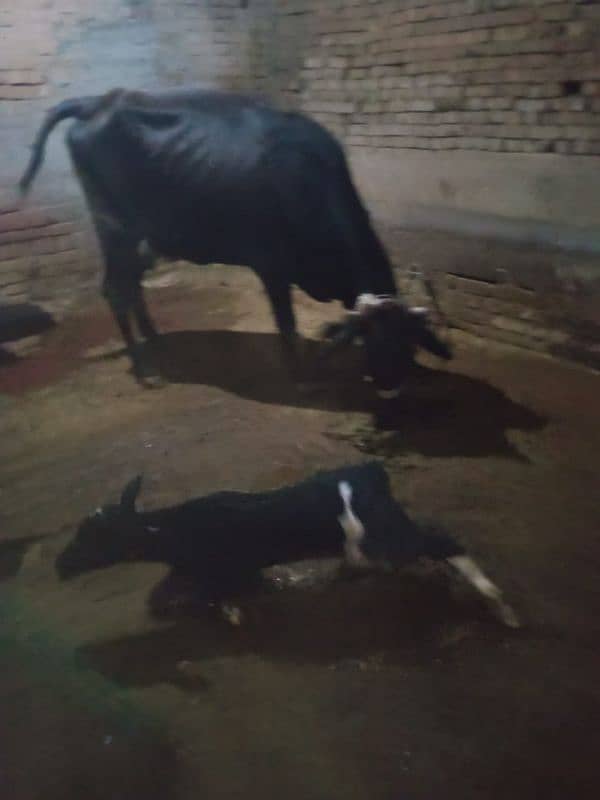 cow  with male calf 1