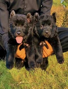 Black German shepherd male female puppies available for sale