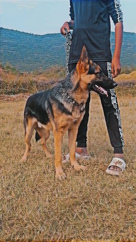 German shepherd male 0