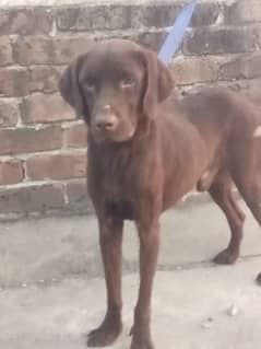 Chocolate Labrador