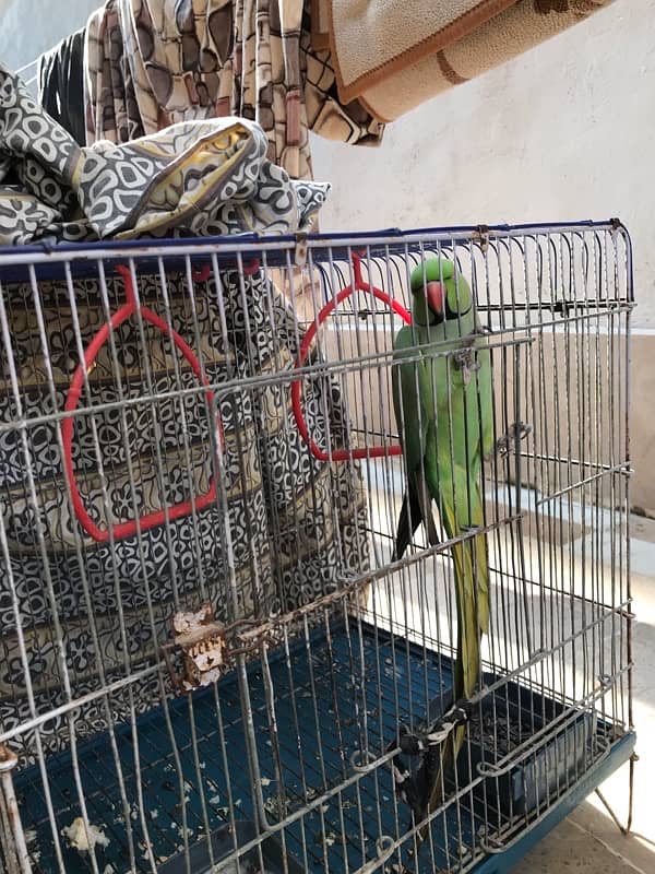 Green ringneck 2