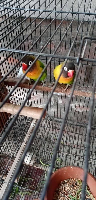 Love bird Common Lutino 3