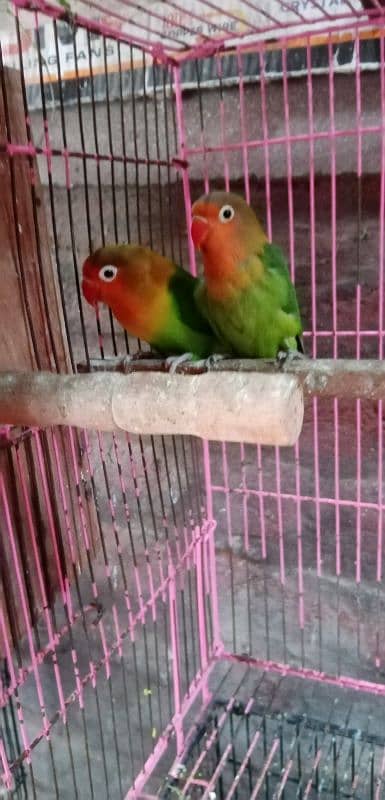 Love bird Common Lutino 9