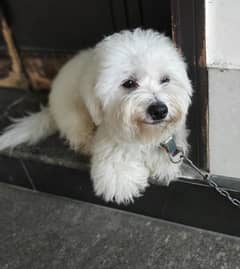 Furry Maltese Puppies