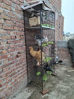 Bird and Hen 8 portion cage