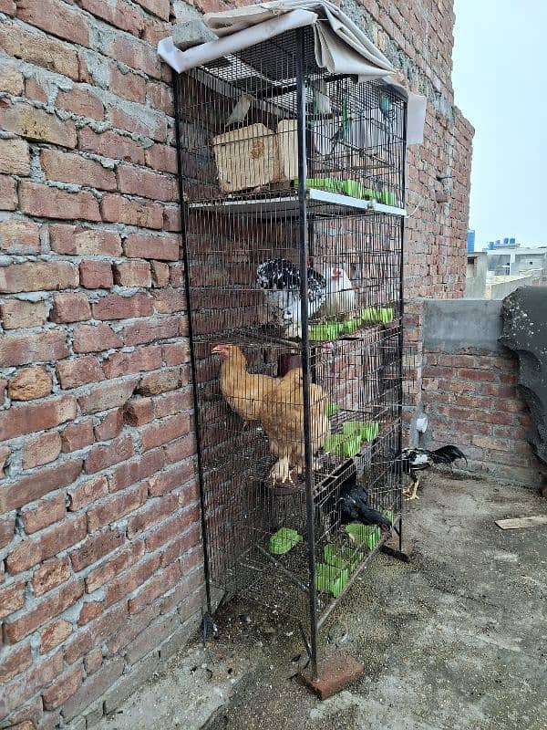 Bird and Hen 8 portion cage 0