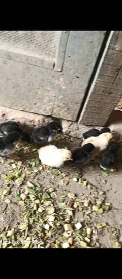 1 Aseel Hen with 6 Aseel chicks (0306)-(5641044)