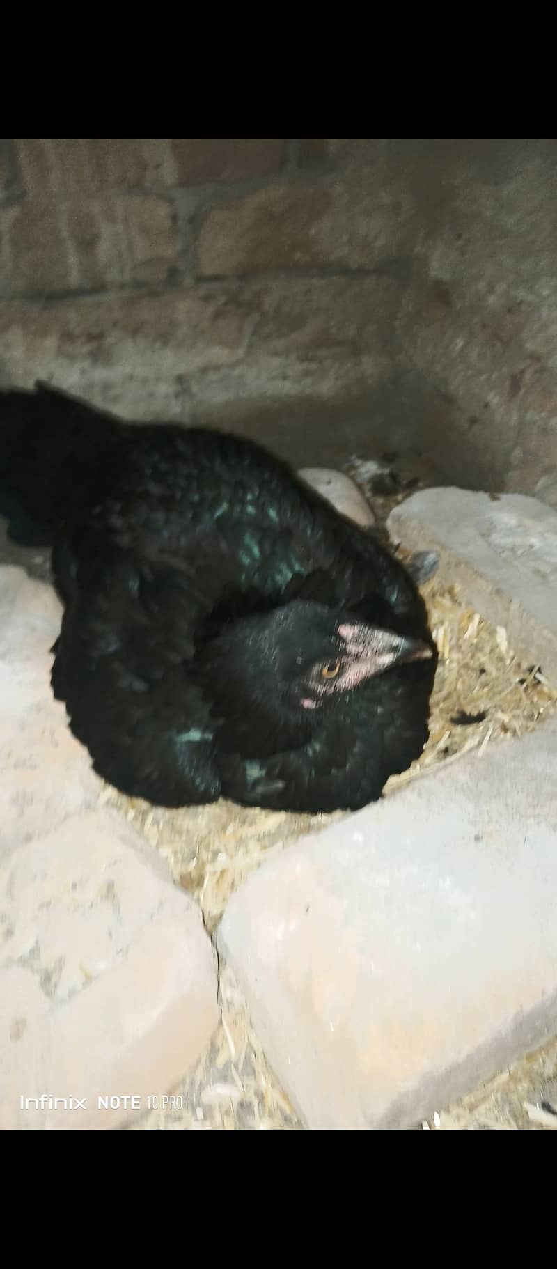 1 Aseel Hen with 6 Aseel chicks (0306)-(5641044) 2