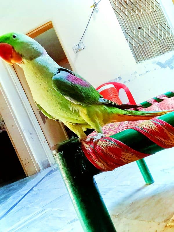 beautiful talking hand tame Raw parrot 3