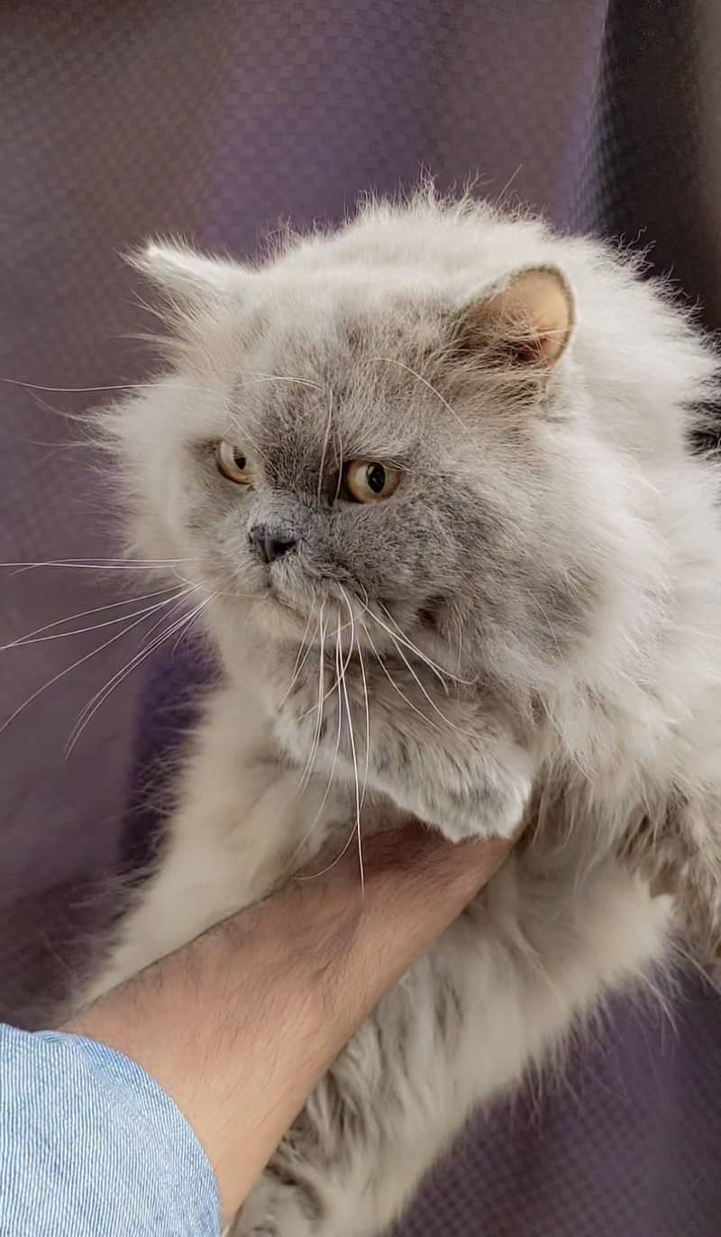 Persian gray cat 0