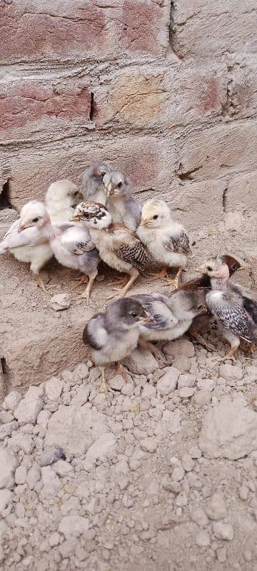 Aseel Chicks for Sale 0