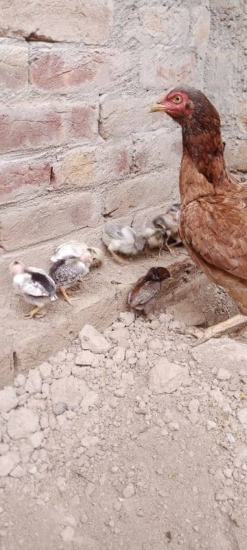 Aseel Chicks for Sale 1