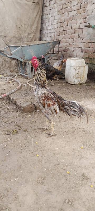 Aseel Chicks for Sale 2