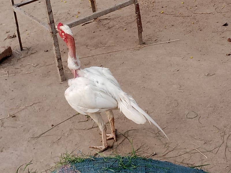 Aseel Chicks for Sale 3