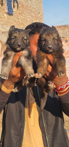 German Shepherd long coated pair for sale