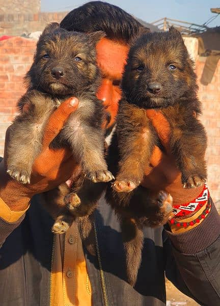 German Shepherd long coated pair for sale 1