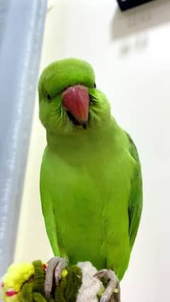 green parrot