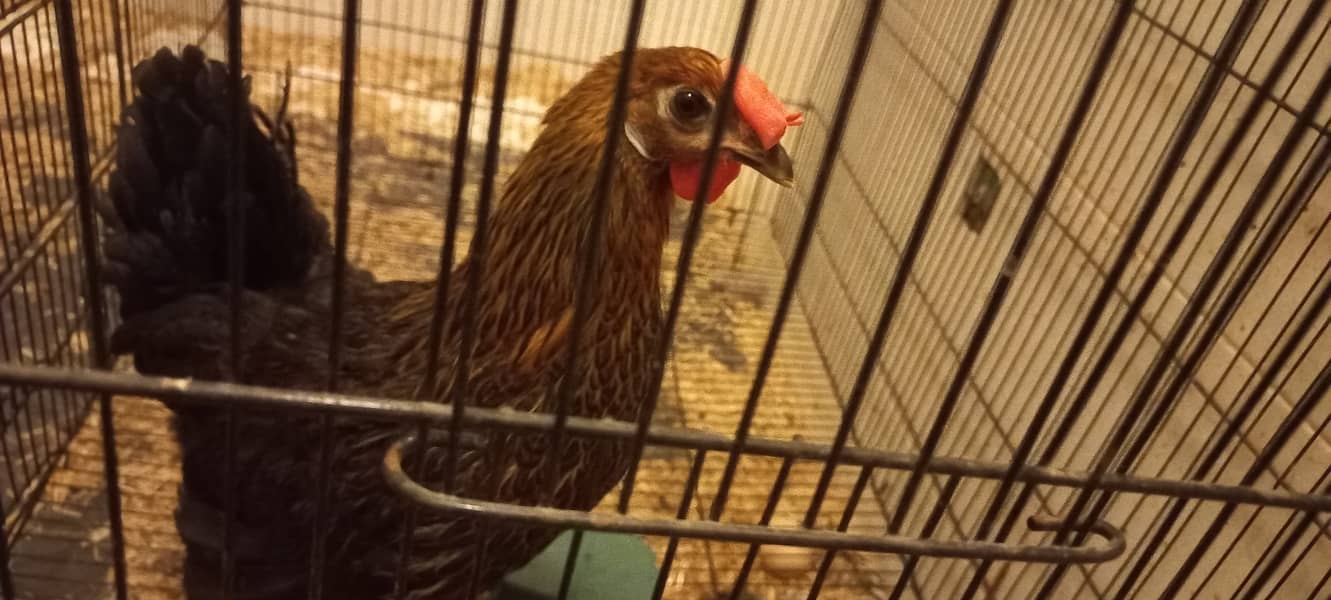 Young Golden Misri Hen Laying Eggs Daily 0