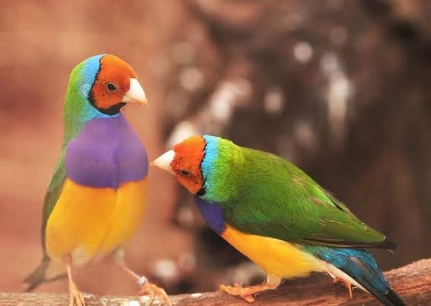 Lady Gouldian finch pair 0