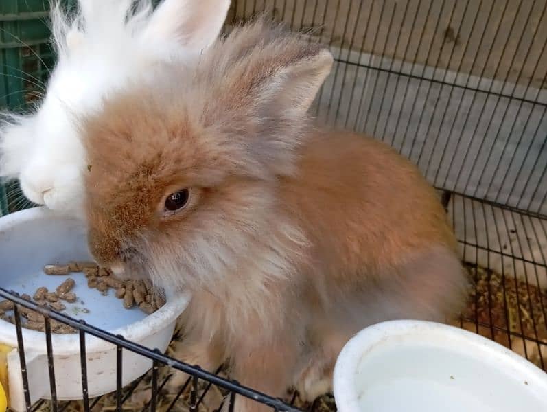 angora rabbit pair 0