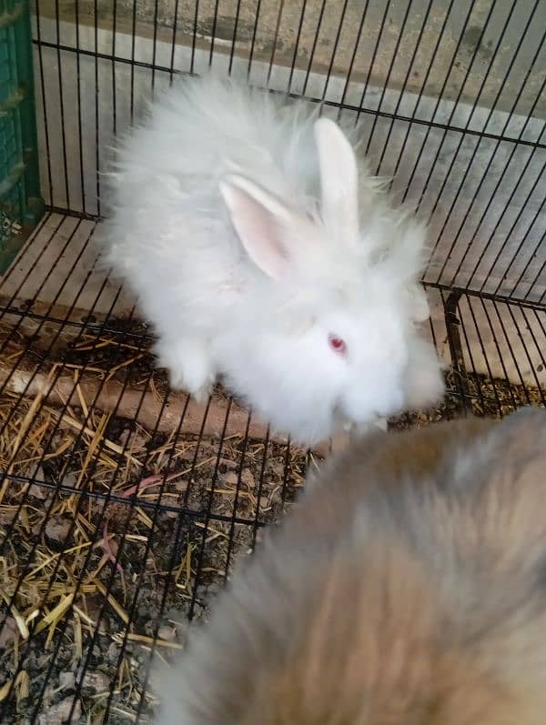 angora rabbit pair 1