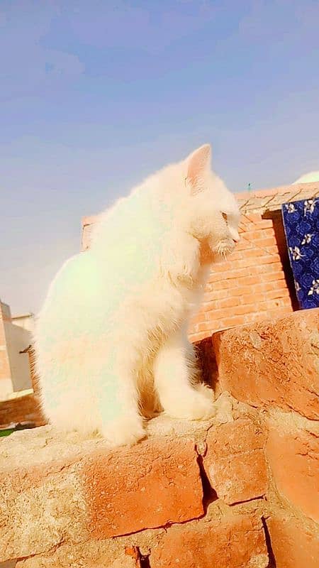 Persian Cat Female friendly Urgent Sale 1