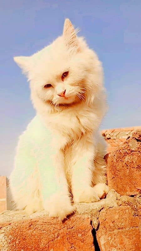 Persian Cat Female friendly Urgent Sale 3