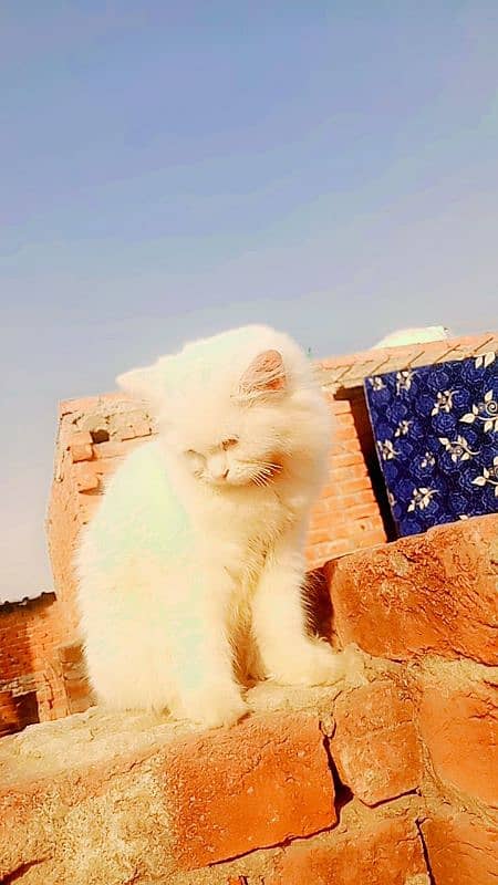 Persian Cat Female friendly Urgent Sale 4