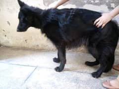 Black German shepherd