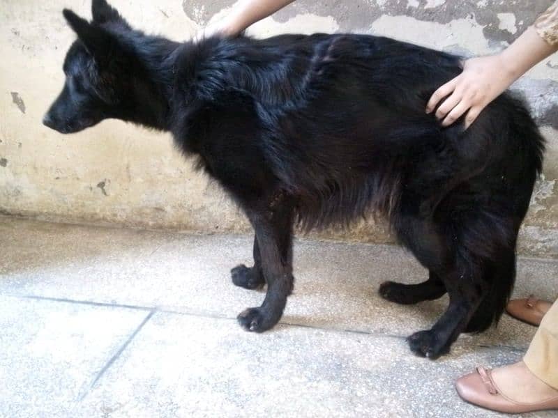 Black German shepherd 1