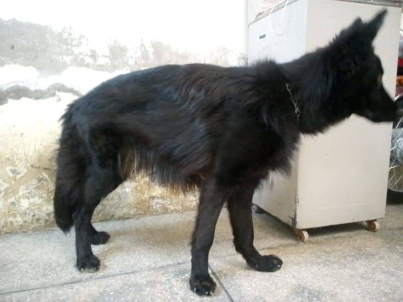 Black German shepherd 3